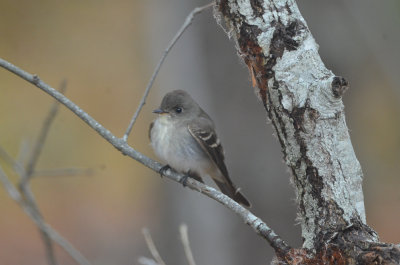 Eastern wood pewee late bell's neck conservation area harwich