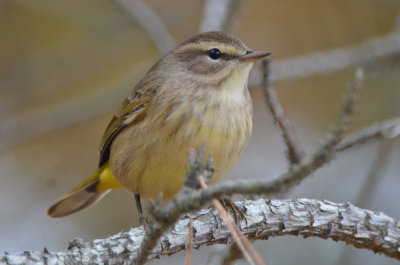 palm warbler