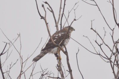 large accipiter plum island