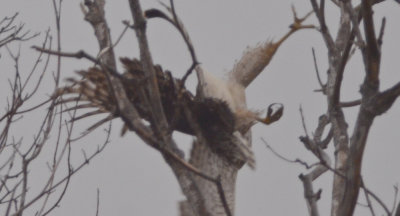 large accipiter plum islandr dodging sharp-shined attack