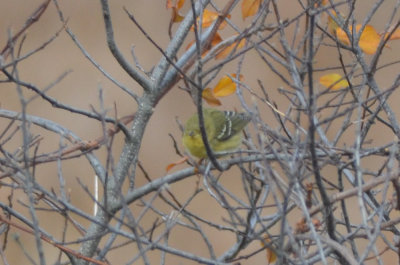 late blackpoll plum island