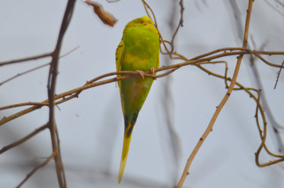 budgie  parakeet hunters conservation land tyngsboro