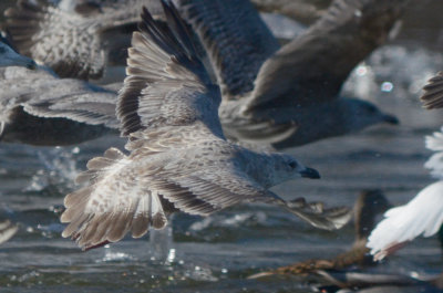 unidentifiable gull silver lake wilmington