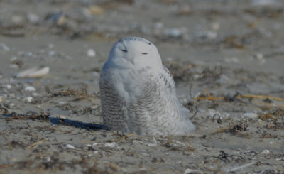 snowy owl point of pines