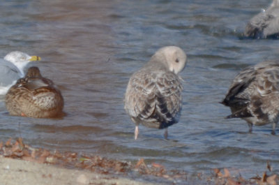 possible Thayers gull silver lake wilmington