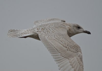 iceland gull (kumliens) revere