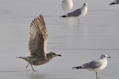 gull 1 