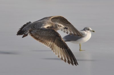 gull 1 