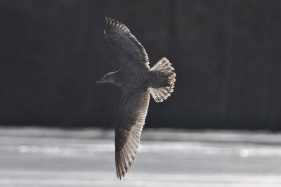 gull 1 