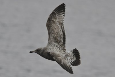 gull 2