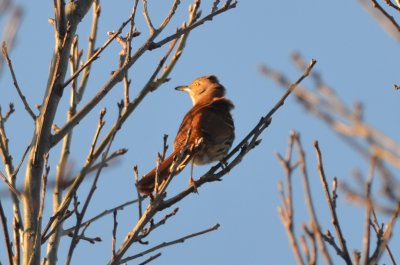 brown thrasher bird record shot halibut point