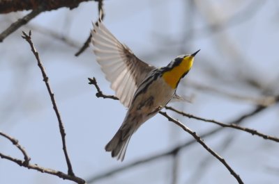 ebird record shot yellow-throated warbler nahanton park