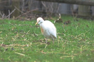 cattle egret, another poor record shot ipswich