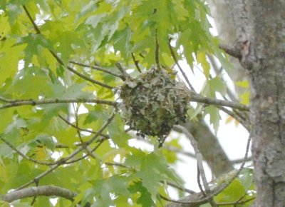 yellow throated vireo nest bolted flats