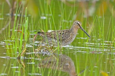 1 of 4 short-billed dowitchers bolton flats