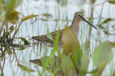 1 of 4 short-billed dowitchers bolton flats