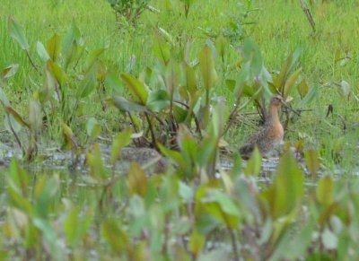 record shot 2 of 4 long-billed dowitchers bolton flats