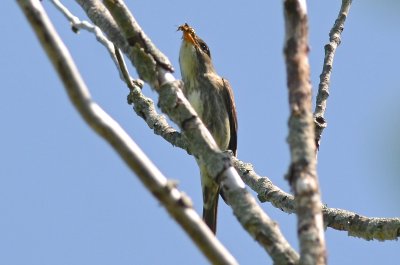 olive-sided flycatcher hellcat plum island