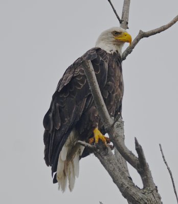 bald eagle parker river 1a