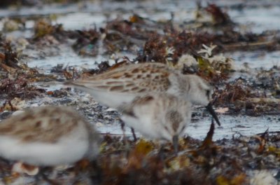 western sandpiper lynn/nahant beach