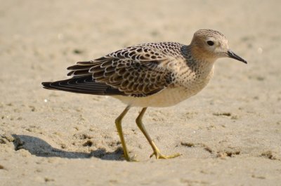 buff breasted sandpiper sandy point plum island