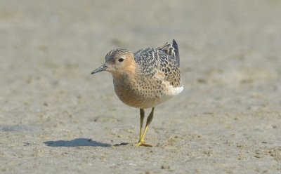 buff breasted sandpiper sandy point plum island