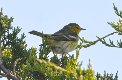 cape may plum island