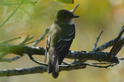 possible acadian flycatcher no recording, heard high-pitched shard peet