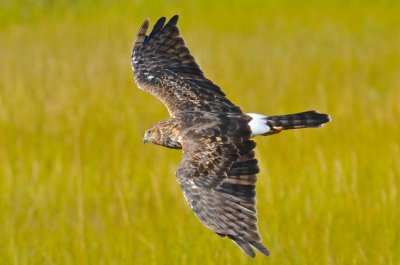 northern Harrier Ridgeway Beach