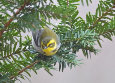 townsend's warbler marblehead sanctuary