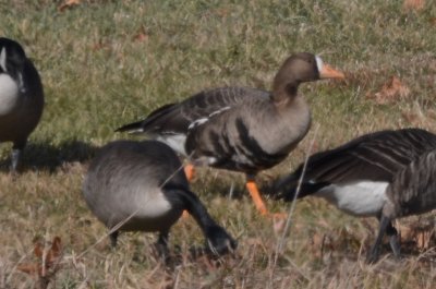 greater white fronted goose newbury