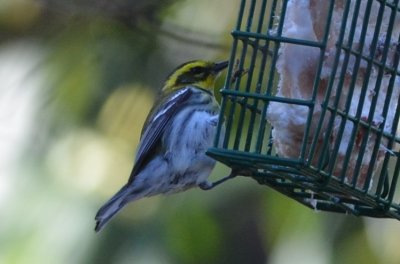 townsend warbler marblehead sanctuary