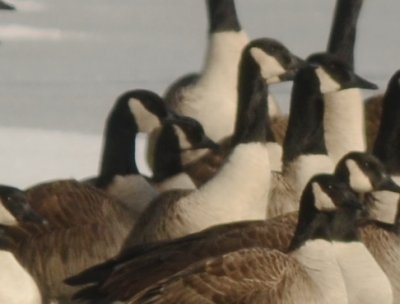 center left cackling goose I believe the front ones are lesser canada 