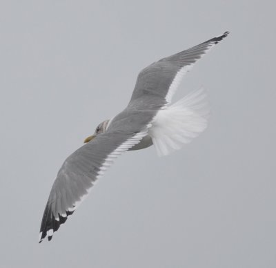 Mew (kamchatka?) Gull Kings Beach Lynn