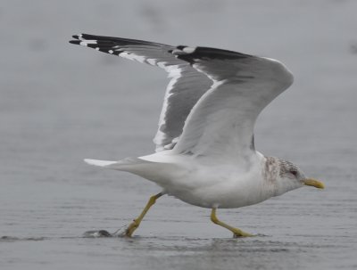 Mew (kamchatka?) Gull Kings Beach Lynn