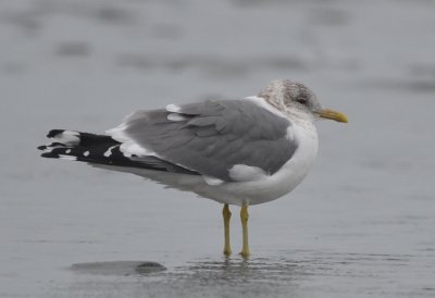 Mew (kamchatka?) Gull Kings Beach Lynn