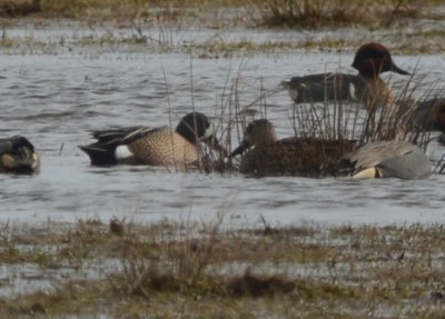 Blue-winged teal wolf hollow fields