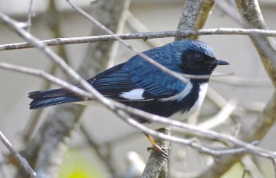 black throated blue