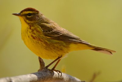 palm warbler