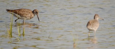 adult western juv eastern willet sandy point likely same western from 24