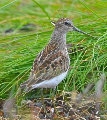 least sandpiper petite manan