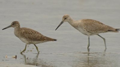 western and eastern willet