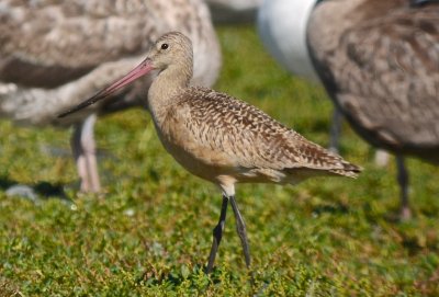 marbled godwit westport