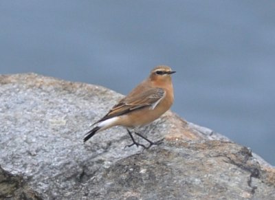 northern wheatear Wachusett Reservoir, Gate 36