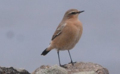 northern wheatear Wachusett Reservoir, Gate 36