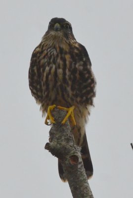 possible western sub-species gloucester