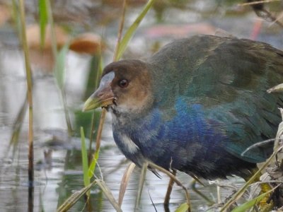 Purple Gallinule Chauncy Lake Westborough, MA