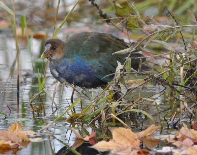 Purple Gallinule Chauncy Lake Westborough, MA