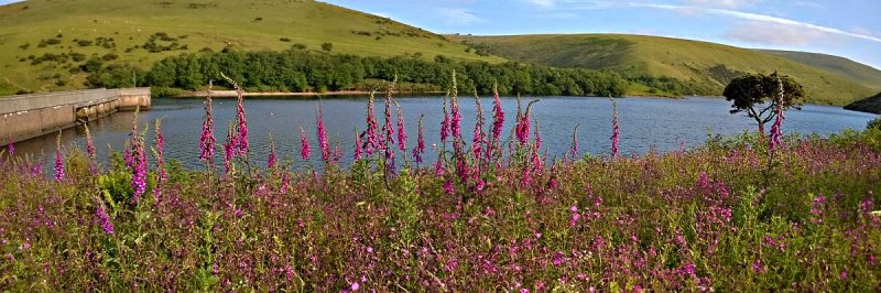 Meldon Foxgloves pano x.jpg