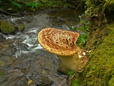 Bracket Fungus